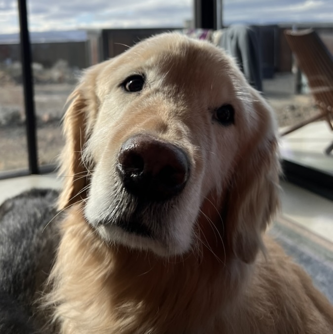 Luna the dog